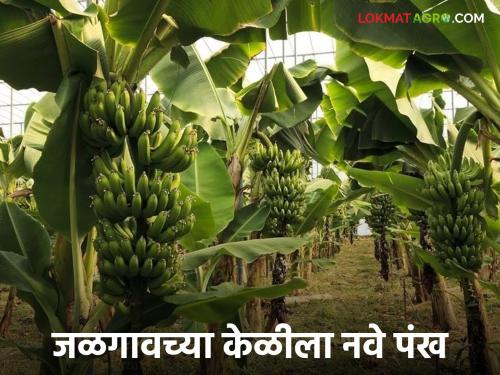 Latest news banana tissue culture High quality seedlings, uniform quality, GI tag, demand for Jalgaon bananas | Jalgaon Banana : उच्च दर्जाची रोपे, एकसमान गुणवत्ता, जीआय टॅग, जळगावच्या केळीला येणार डिमांड 