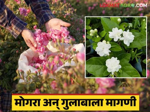 Flower Market: Due to the election, the fragrance of Mogra and Rose became more expensive; Price per kg is high | Flower Market : निवडणुकीमुळे मोगरा अन् गुलाबाचा सुगंधही महागला ; प्रतिकिलो 'हा' मिळतोय भाव