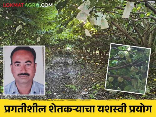 Sitaphal Successful Story : Farmer Krishna of Kadavanchi earns lakhs from sitaphal garden | Sitaphal Successful Story : सिताफळ बागेतून कडवंची येथील शेतकरी कृष्णा करतात लाखांची कमाई