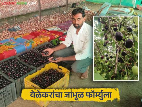 latest news Farmer Success Story: 'Konkan Bahadoli' gave financial strength; Read the organic success of farmer Yelekar in detail | Farmer Success Story : 'कोकण बहाडोली'नं दिलं आर्थिक बळ; शेतकरी येळेकरांचं सेंद्रिय यश! वाचा सविस्तर