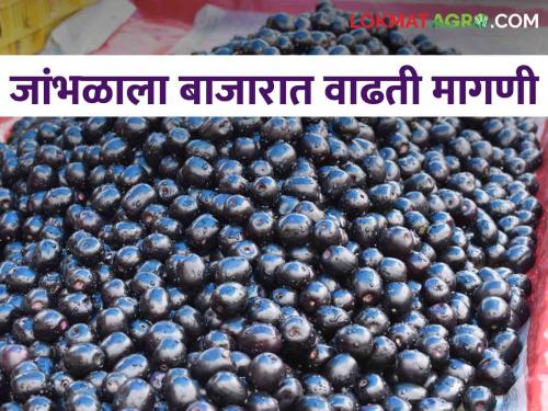 Increased demand in the market due to less sellers; Read how much price jambhul is getting | कमी आवक असल्याने बाजारात वाढली मागणी; वाचा जांभळाला किती मिळतोय दर