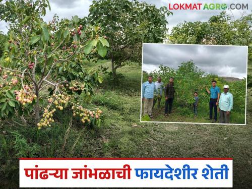 Thailand's white jamun farming, which yields high income at low cost; Read in detail | कमी खर्चात जास्त उत्पन्न मिळवून देणाऱ्या थायलंडच्या पांढऱ्या जांभळाची शेती; वाचा सविस्तर