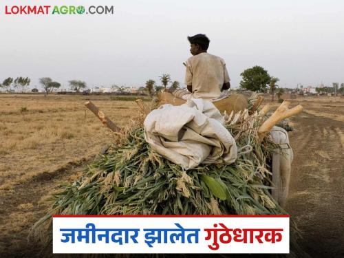 Latest News Agriculture News Land division turned big farmers into smallholders in maharashtra | एकेकाळी शेतीचा मोठा लवाजमा होता, आता जमिनी गुंठ्यांवर आल्या, काय आहेत कारणे? 