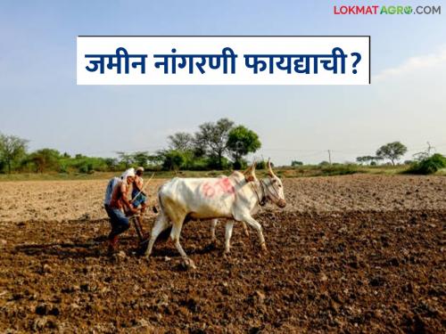 Latest News Jamin Nangrani Plough the land before monsoon see details | Jamin Nangrani : पावसाळ्यापूर्वी जमीन नांगरणी का करावी? केली नाही तर काय होईल? 