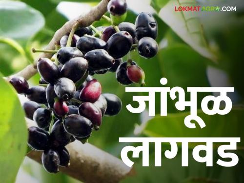 This fruit fetches a good market price in the market; How to cultivate Jamun fruit crop | Jamun Cultivation बाजारात या फळाला मिळतोय चांगला बाजारभाव; कशी कराल लागवड?