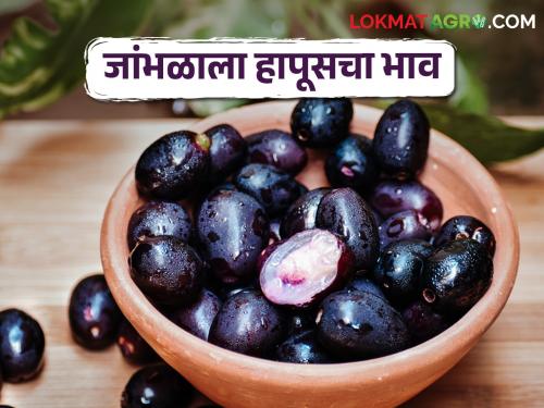 hit by unseasonal rainy weather; jamun got hapus mango market price | Jamun Market लहरी हवामानाचा फटका; जांभळाला आला हापूसचा भाव