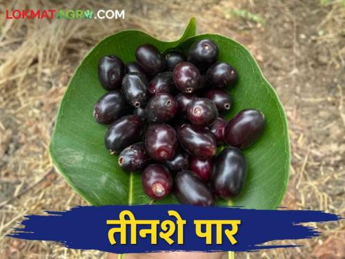 one kilo jamun get how much market price | एक किलो जांभळाला मिळतोय इतका दर