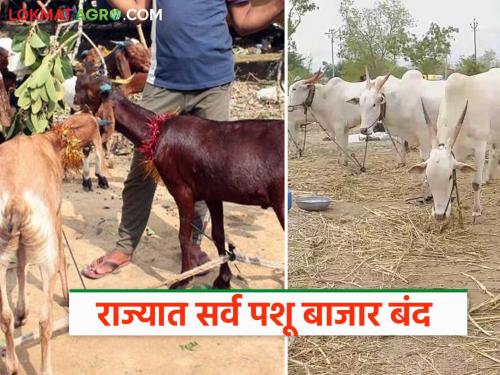 All animal markets in the state will remain closed till June 8; What is the reason? Know in detail | राज्यातील जनावरांचे सर्व बाजार ८ जूनपर्यंत राहणार बंद; काय आहे कारण? जाणून घ्या सविस्तर
