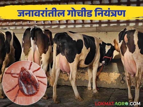 Janavarantil Gochid : This is a simple solution to prevent gochid in your cattle shade livestock | Janavarantil Gochid : आपल्या गोठ्यात जनावरांना गोचीड होवू नयेत तर मग करा हे सोपे उपाय