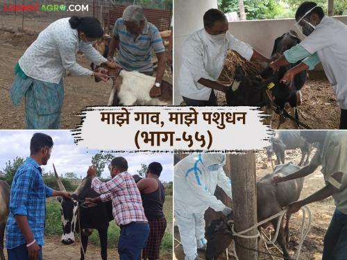Why and how to vaccinate livestocks before monsoon? What are the benefits? Read in detail | जनावरांना मान्सूनपूर्व लसीकरण का व कसे करावे? काय आहेत फायदे? वाचा सविस्तर