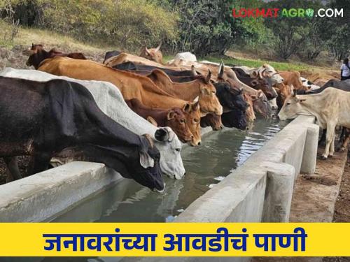 How many times a day and what kind of water should be given to livestock | जनावरांना दिवसातून किती वेळा आणि कशाप्रकारचे पाणी पाजावे वाचा सविस्तर