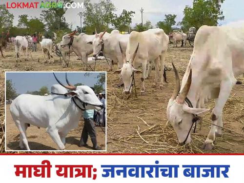 Pandharpur Janavre bajar : Livestock market to be held in Pandharpur's barn on the occasion of Maghi Yatra | Pandharpur Janavare Bajar : माघी यात्रेनिमित्त पंढरपुरातील वाखरीत भरणार जनावरांचा बाजार