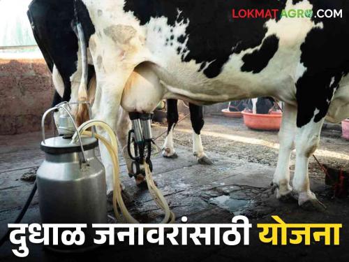 Farmers in this category will get milch cow and buffalos.. What is the scheme read in detail | या प्रवर्गातील शेतकऱ्यांना मिळणार दुधाळ गायी व म्हशी.. काय आहे योजना वाचा सविस्तर