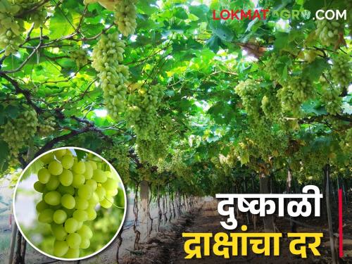 Grape growers in eastern region of jat taluka face major crisis; Can't afford the market rate | जत पूर्वभागातील द्राक्ष बागायतदारांपुढे मोठे संकट; दर परवडेना