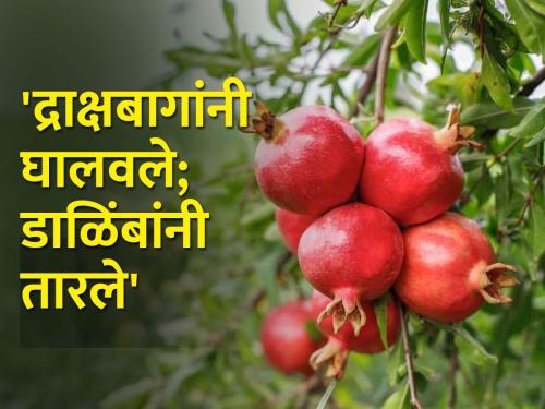 Jat pomegranates fetch high prices this year | जतच्या डाळिंबाना यंदा उच्चांकी भाव