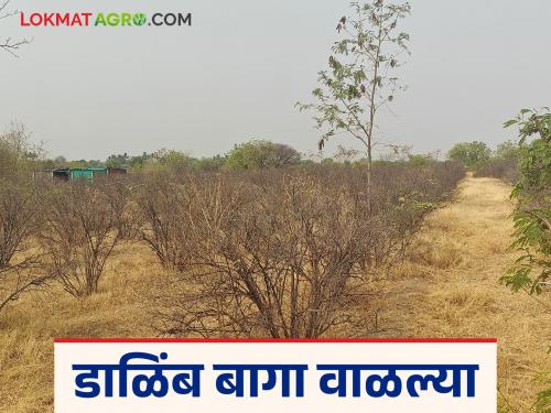 Water crisis becomes serious in Jat taluka; Pomegranate orchards start drying up | जत तालुक्यात पाणी संकट झालं गंभीर; डाळिंब बागा वाळायला सुरवात
