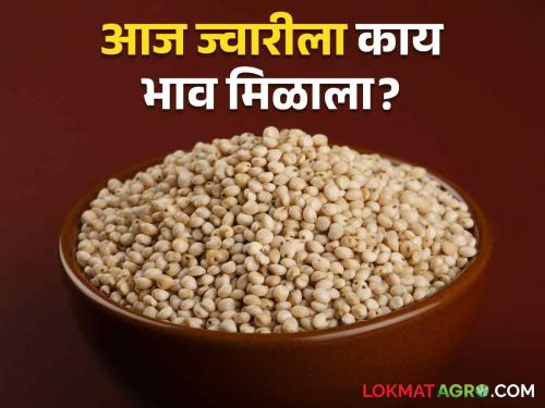 Latest News Todays Jawar sorghum market price in market yard check here bajarbhav | Jwari Bajarbhav : 'या' बाजार समितीत ज्वारीची सर्वाधिक आवक, वाचा आज कुठे-काय बाजारभाव? 