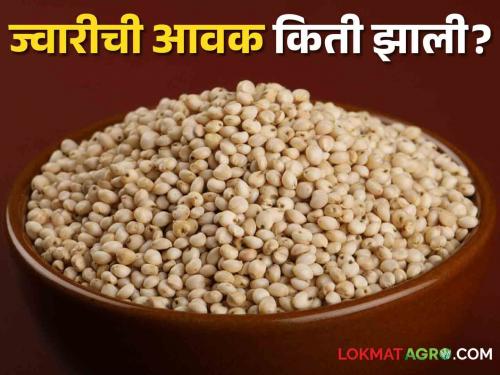 Latest News Todays Jawar Bajarbhav in solapur, pune market yards check here details | Jawar Bajarbhav : सोलापूर, पुण्यात मालदांडी ज्वारीला काय भाव मिळतोय, वाचा सविस्तर बाजारभाव