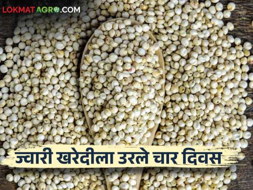 Sorghum Market Update : Have you registered to sale sorghum online; What is the last date? Read in detail   | Sorghum Market Update : तुम्ही ज्वारी खरेदीची नोंदणी ऑनलाइन केली का; काय आहे शेवटची तारिख? वाचा सविस्तर  