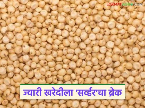 latest news Jwari Kharedi: Government jowar Kharedi halted due to 'server down'; What will happen to farmers? Read in detail | Jwari Kharedi: 'सर्व्हर डाऊन'मुळे शासकीय ज्वारी खरेदी ठप्प; शेतकऱ्यांचं काय होणार? वाचा सविस्तर