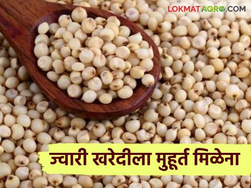 Jowar Kharedi: latest news Government not buy jowar; What is the reason? Read in detail | Jowar Kharedi: ज्वारी खरेदीला मुहूर्त मिळेना; काय आहे कारण वाचा सविस्तर