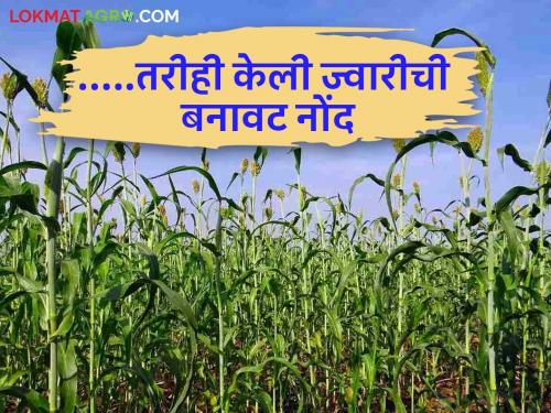 latest news Fake Sorghum Registration: There is no sorghum in the field; Still a fake registration was made; What is the matter, read in detail | Fake Sorghum Registration : शेतामध्ये ज्वारीच नाही; तरीही केली बनावट नोंद; काय आहे प्रकरण वाचा सविस्तर