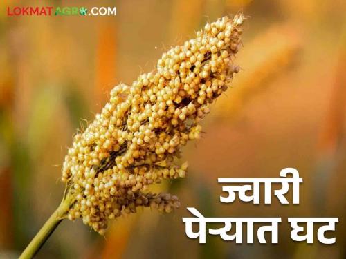 How much to sow sorghum in Kharif season; Fear of a decrease in production! | खरीप हंगामात ज्वारीचा पेरा किती; उत्पादनात घट होण्याची भीती !