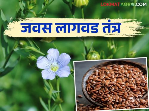 Javas Lagwad : How to grow Flaxseed crop which helps in reducing cholesterol | Javas Lagwad : कोलेस्ट्रॉल कमी करण्यास मदत करणाऱ्या जवस पिकाची कशी कराल लागवड