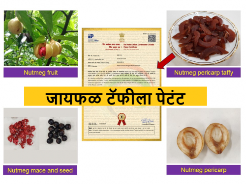 Latest News Goa's 'nutmeg taffy' invention got patent, what is benefit to farmers | गोव्याच्या ‘जायफळ टॅफी’ आविष्काराला मिळाले पेटंट, शेतकऱ्यांना काय फायदा?