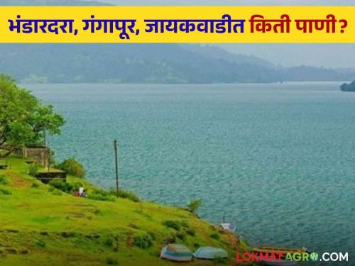 Latest News How much water in Bhandardara, Nilavande, Gangapur, Jayakwadi Know in detail  | Maharashtra Dam Storage : भंडारदरा, निळवंडे, गंगापूर, जायकवाडीत किती पाणी? जाणून घ्या सविस्तर 