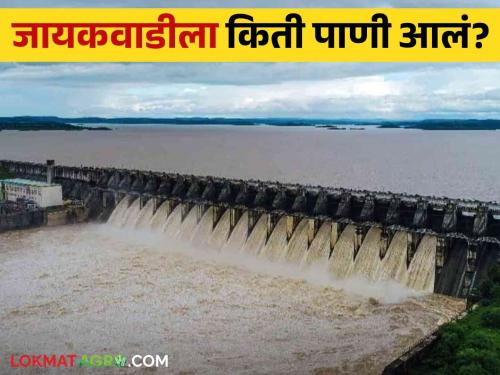 Latest News Jayakwadi Dam Jayakwadi is full, no need to release water from Nashik-Nagar, read in detail  | Jayakwadi Dam : जायकवाडी भरलं, नाशिक-नगरमधून पाणी सोडण्याची गरज नाही, वाचा सविस्तर 