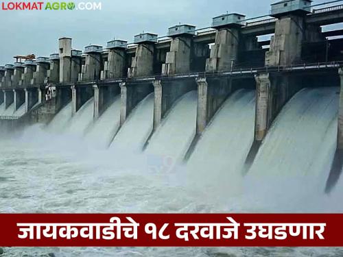 latest news Jayakwadi Dam Water Level: Jayakwadi Dam is full to the brim; Read in detail how many gates will be opened today | Jayakwadi Dam Water Level : जायकवाडी धरण भरलं काठोकाठ; आज उघडणार दरवाजे वाचा सविस्तर