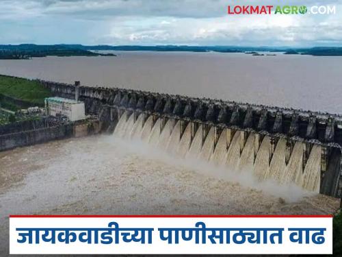 latest news Jayakawadi Dam Water: Good news for farmers; Read water in Jayakawadi Dam ahead of time in detail | Jayakawadi Dam Water: शेतकऱ्यांसाठी आनंदाची बातमी; जायकवाडी धरणात वेळेआधी पाणी वाचा सविस्तर