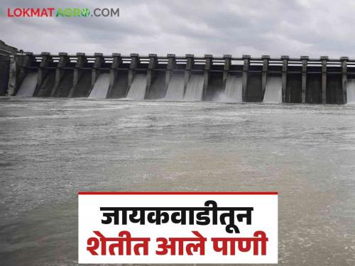 Jayakawadi Dam Water : Irrigation of one and a half lakh hectares of land from Jayakawadi; Rabi and summer crops will benefit | Jayakawadi Dam Water : जायकवाडीतून दीड लाख हेक्टर जमिनीचे सिंचन; रब्बी आणि उन्हाळी पिकांना होणार फायदा