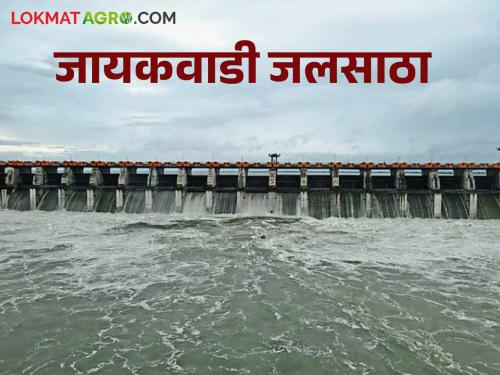 latest news Jayakwadi Dam: Heavy inflow of water into Jayakwadi Dam Read in detail | Jayakwadi Dam : जायकवाडी धरणात पाण्याची जोरदार आवक वाचा सविस्तर