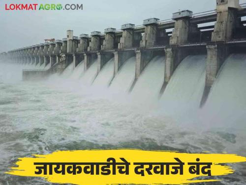 Jayakwadi Dam : Inflow of 111 TMC water in Jayakwadi Dam; 30 TMC of water was discharged into Godapatra | Jayakwadi Dam : जायकवाडी धरणात १११ टीएमसी पाण्याची आवक; गोदापात्रात केला ३० टीएमसी पाण्याचा विसर्ग