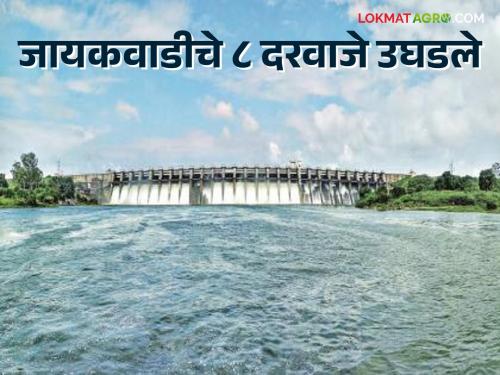 Heavy rain crop damage in 40 mandals in Marathwada; 8 more doors of Jayakwadi opened | मराठवाड्यात ४० मंडळांत अतिवृष्टी पिकांचे नुकसान; जायकवाडीचे आणखी ८ दरवाजे उघडले