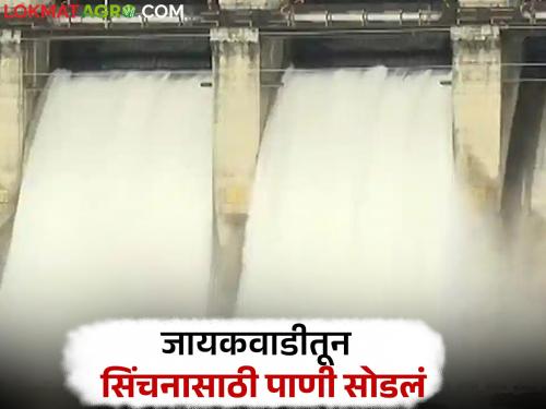 latest news Jayakwadi Dam Update : Water from Jayakwadi to both canals; Irrigation relief for 2.4 lakh hectares of Marathwada Read in detail | Jayakwadi Dam Update : जायकवाडीतून दोन्ही कालव्यांत पाणी; मराठवाड्यातील २.४ लाख हेक्टर क्षेत्राला सिंचनाचा दिलासा वाचा सविस्तर