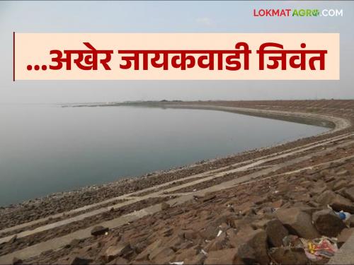 Jayakwadi Water Storage finally raised the water level of Jayakwadi by one and a half feet | Jayakwadi Water Storage अखेर जायकवाडीची पाणीपातळी दीड फुटाने वाढली