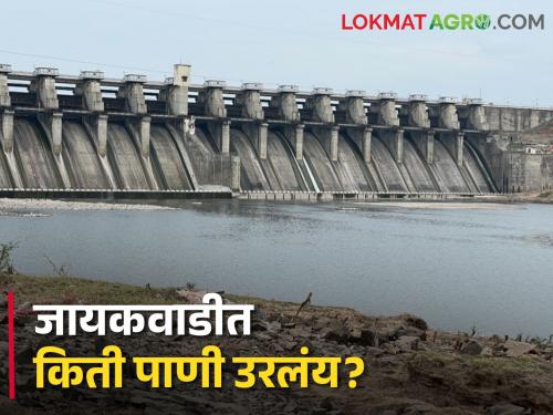 Latest News Dam Storage Only seven percent water storage in Jayakwadi Dam of chatrapati sambhajinagar | Jayakwadi Dam Storage : जायकवाडी धरणात केवळ सात टक्के पाणीसाठा, दररोज 1.16 दलघमी पाण्याचे बाष्पीभवन