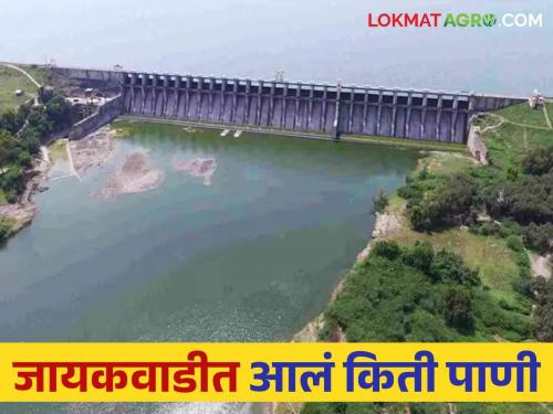 Jayakwadi Dam Water Level : Water in Godavari will increase by 70 thousand cusecs how much water came in jayakwadi dam | Jayakwadi Dam Water Level : गोदावरीत आले ७० हजार क्युसेकने पाणी जायकवाडीचे पाणी वाढणार