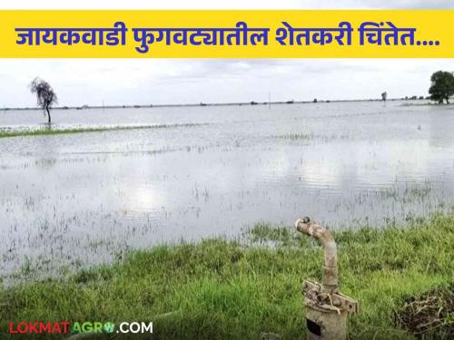 Latest News Jayakwadi water starts entering fields nivedan farmers to Irrigation Department | Jayakwadi Dam : जायकवाडीचे पाणी शेतात शिरण्यास सुरवात, शेतकऱ्यांचा जलसमाधी घेण्याचा इशारा