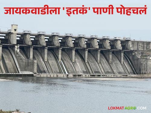 Latest News Nashik Dam Storage 95 percent water storage in Gangapur Dam 42 tmc water sent to jayakwadi read in detail  | Nashik Dam Storage : गंगापूर धरणात 95 टक्के पाणीसाठा, तर जायकवाडीला 'इतकं' पाणी पोहचलं, वाचा सविस्तर 