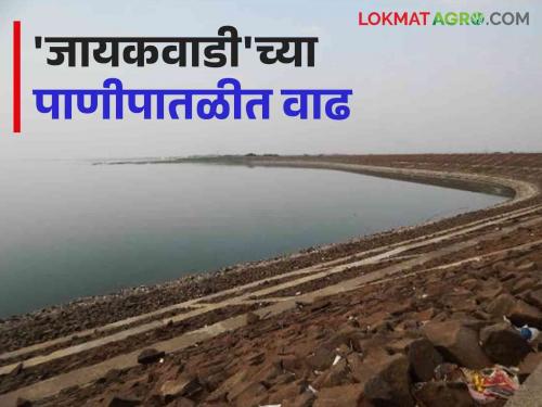 Jayakwadi Dam Water Update: 5 percent increase in the water level of Jayakwadi | Jayakwadi Dam Water Update : 'जायकवाडी'च्या पाणीपातळीत ५ टक्के वाढ