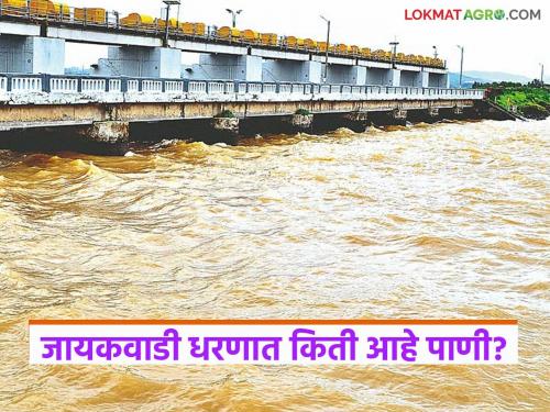 latest news Jayakwadi Dam Update: Jayakwadi's water storage is increasing; Irrigation problem will be solved, read in detail | Jayakwadi Dam Update : जायकवाडीचा जलसाठा वाढतोय; सिंचनाचा प्रश्न सुटणार वाचा सविस्तर