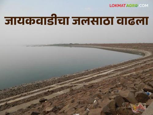 Jaykwadi Dam: In the last 10 days, the water storage of Jaykwadi increased by 7 percent | Jaykwadi Dam : गेल्या १० दिवसांत जायकवाडीचा जलसाठा ७ टक्क्यांनी वाढला