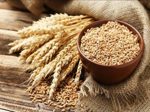 How is the market price of wheat in the state today? It was announced by the Marketing Department | आज राज्यात गव्हाला कसा मिळतोय बाजारभाव? पणन विभागाने केले जाहीर