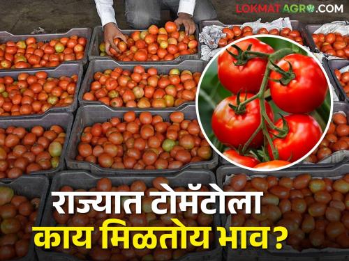 Tomato Market: The market price of tomatoes, the arrival of 2551 quintal tomatoes in the state today | Tomato Market: टोमॅटोला मिळतोय असा बाजारभाव, आज राज्यात २५५१ क्विंटल टोमॅटोची आवक