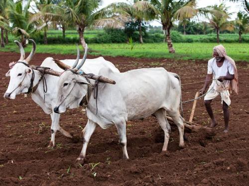 23 lakh rupees fund for schemes of backward class farmers, where to apply? | मागासवर्गीय शेतकऱ्यांच्या योजनांसाठी २३ लाख रूपये निधी, कुठे कराल अर्ज?