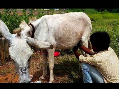 Abba...donkey's milk two thousand rupees a liter! | अबब... गाढविणीचे दूध दोन हजार रुपये लिटर !